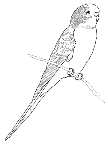 Budgerigar Parrot Coloring Page